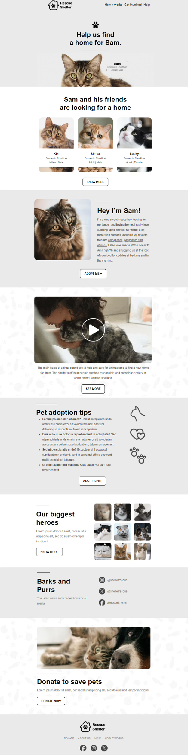 Help Animals Day email design.